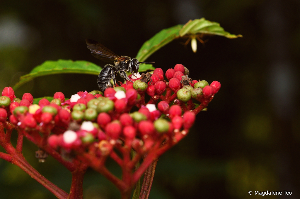 Bee on Leea Rubra