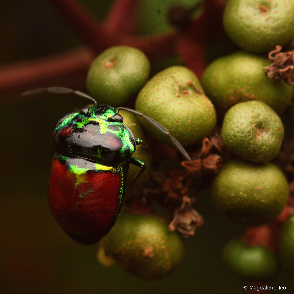 Metallic Shieldbug on Leea Rubra