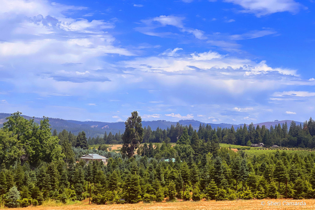 Looking Over The Country Side