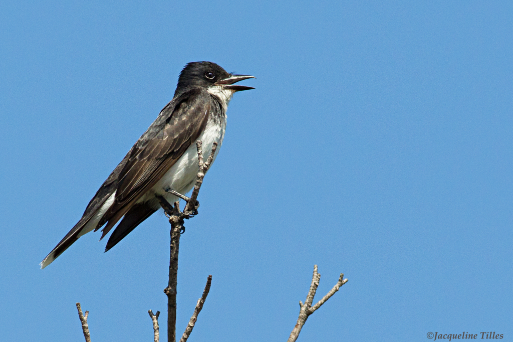 Eastern Kingbird