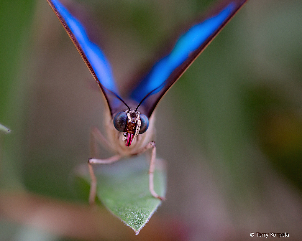 Butterfly (Headshot)