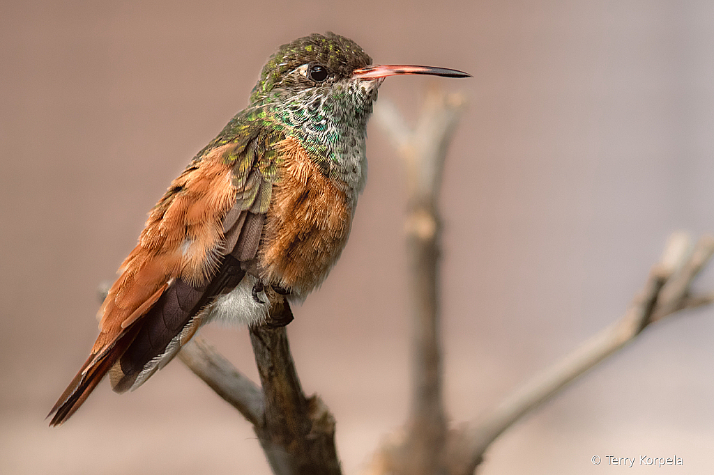 Emerald Hummingbird