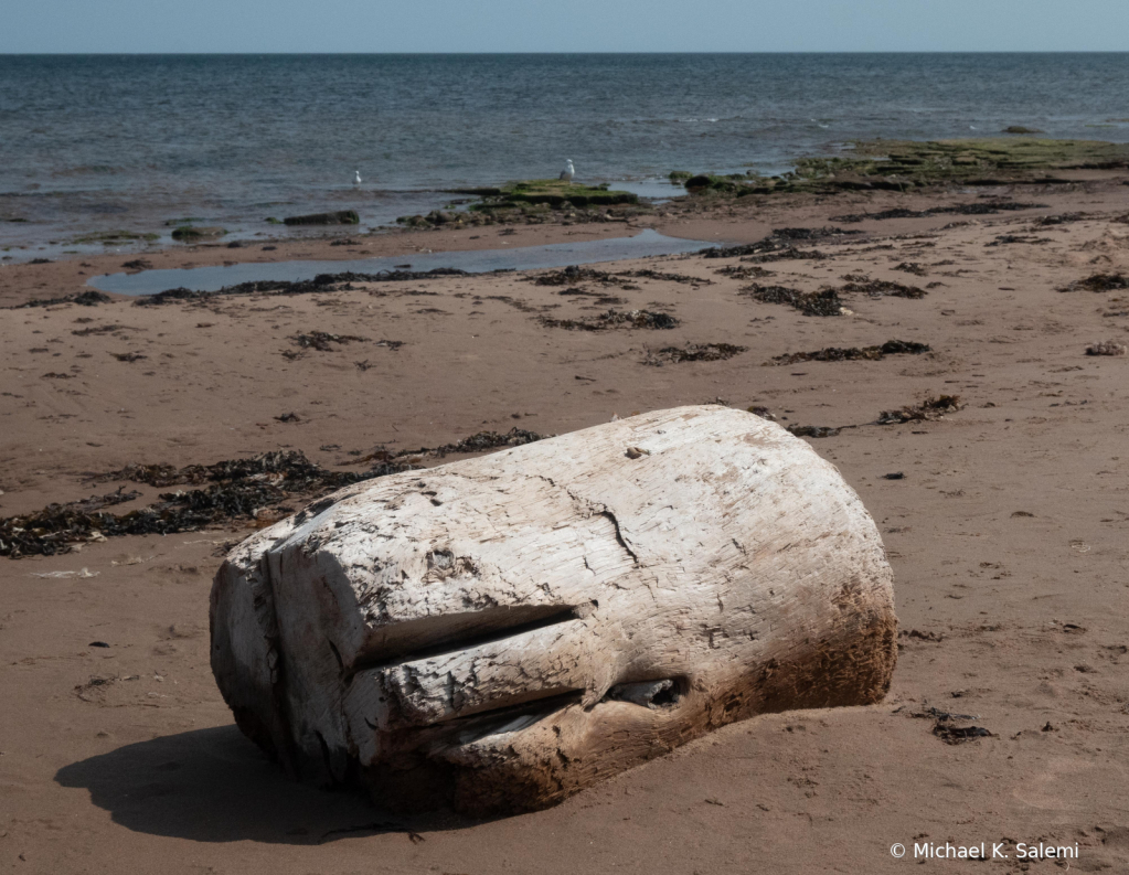 PEI National Park Shoreline