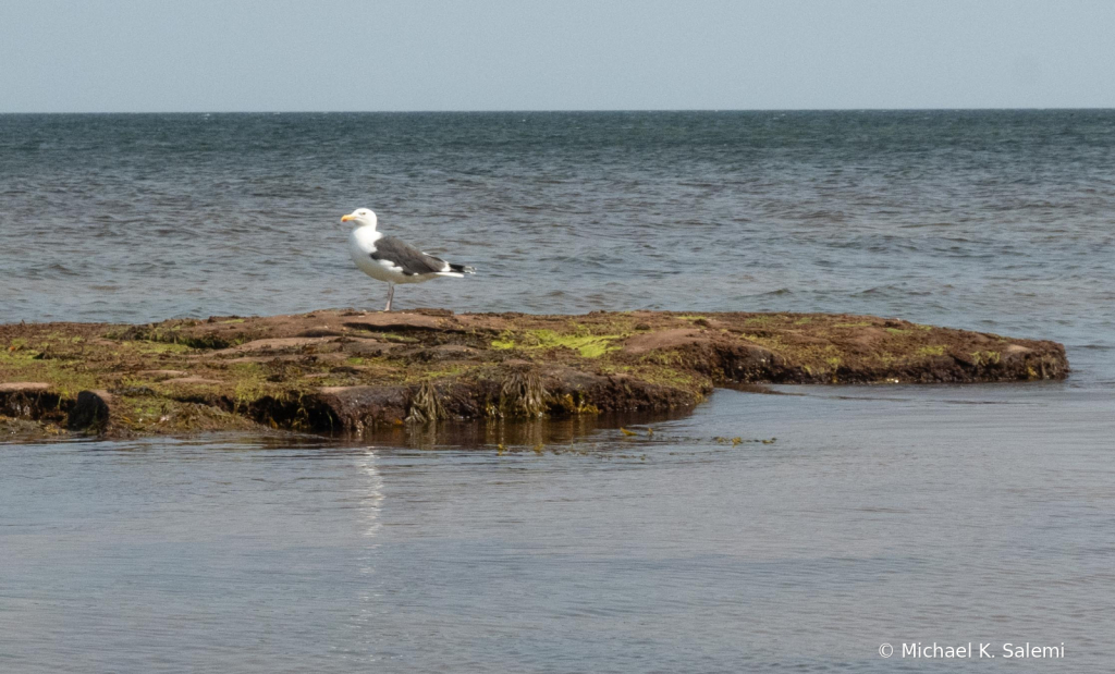 PEI North Shore Gull