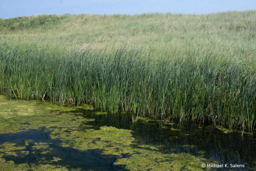 Marsh Grass at PEI National Park