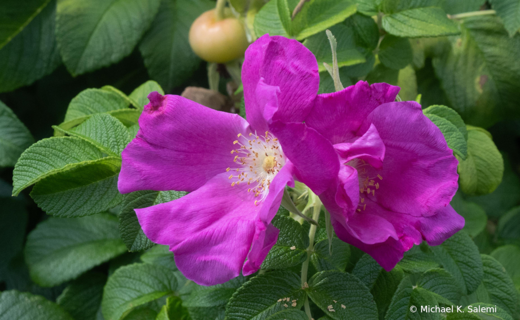 Floribunda