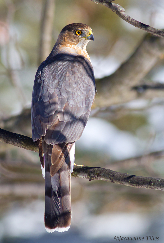 Cooper's Hawk