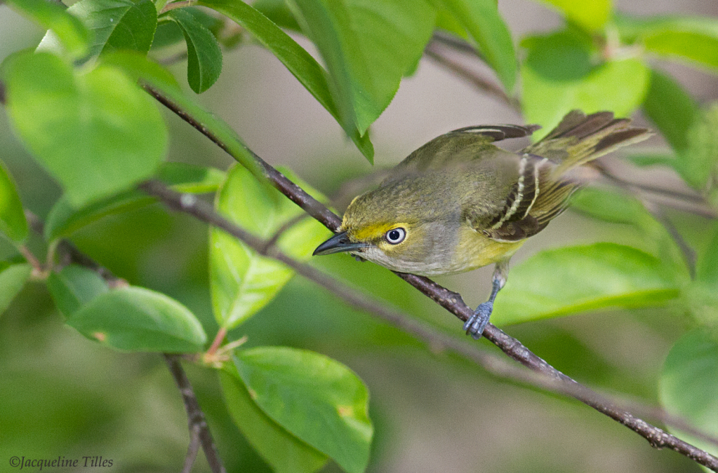 White-eyed Vireo