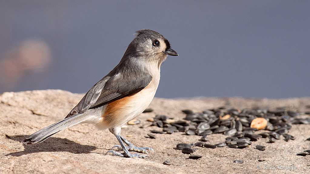 Tufted Titmouse