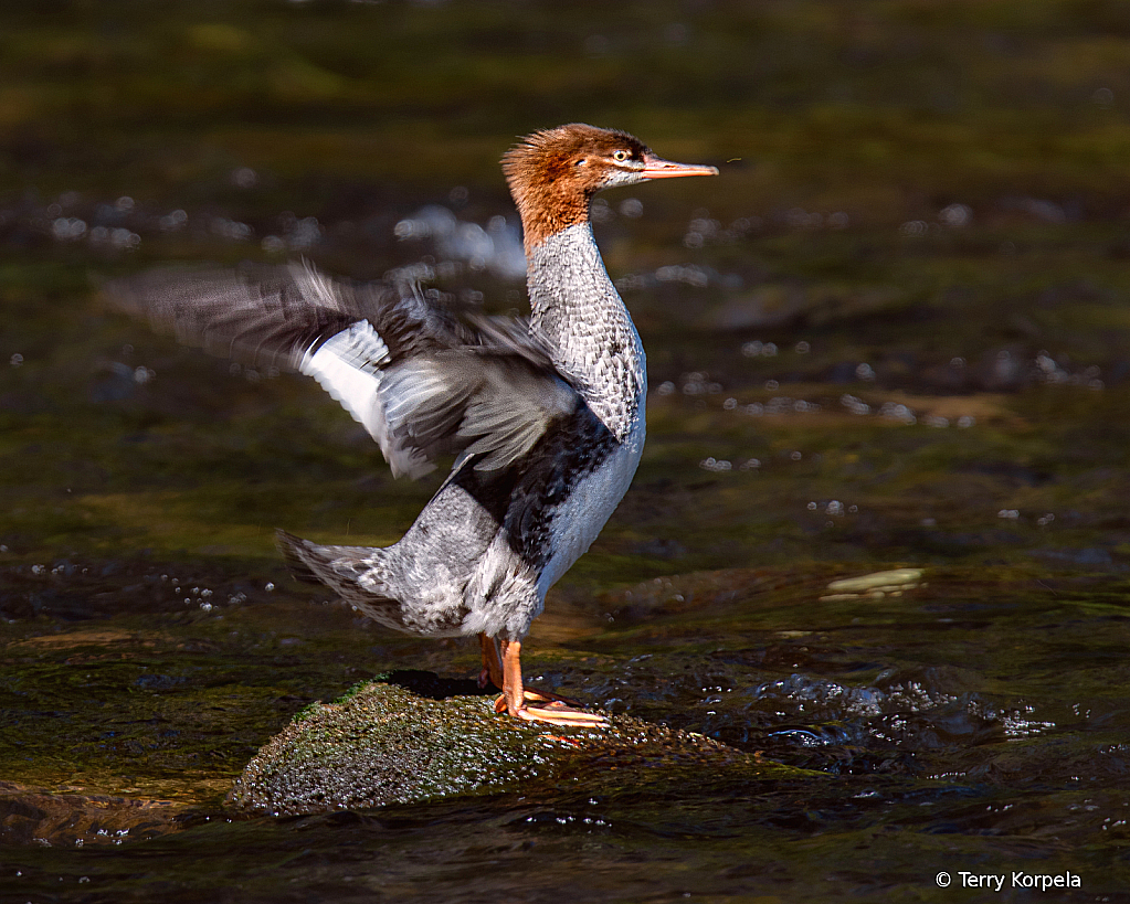 Common Merganser 