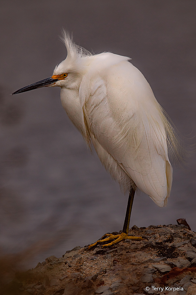 Snowy Egret on a Gloomy Day