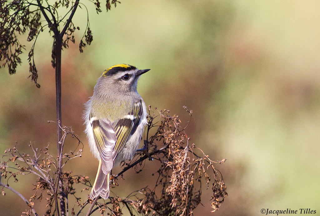 Golden-crowned Kinglet