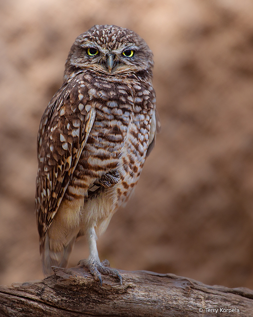 Western Burrowing Owl