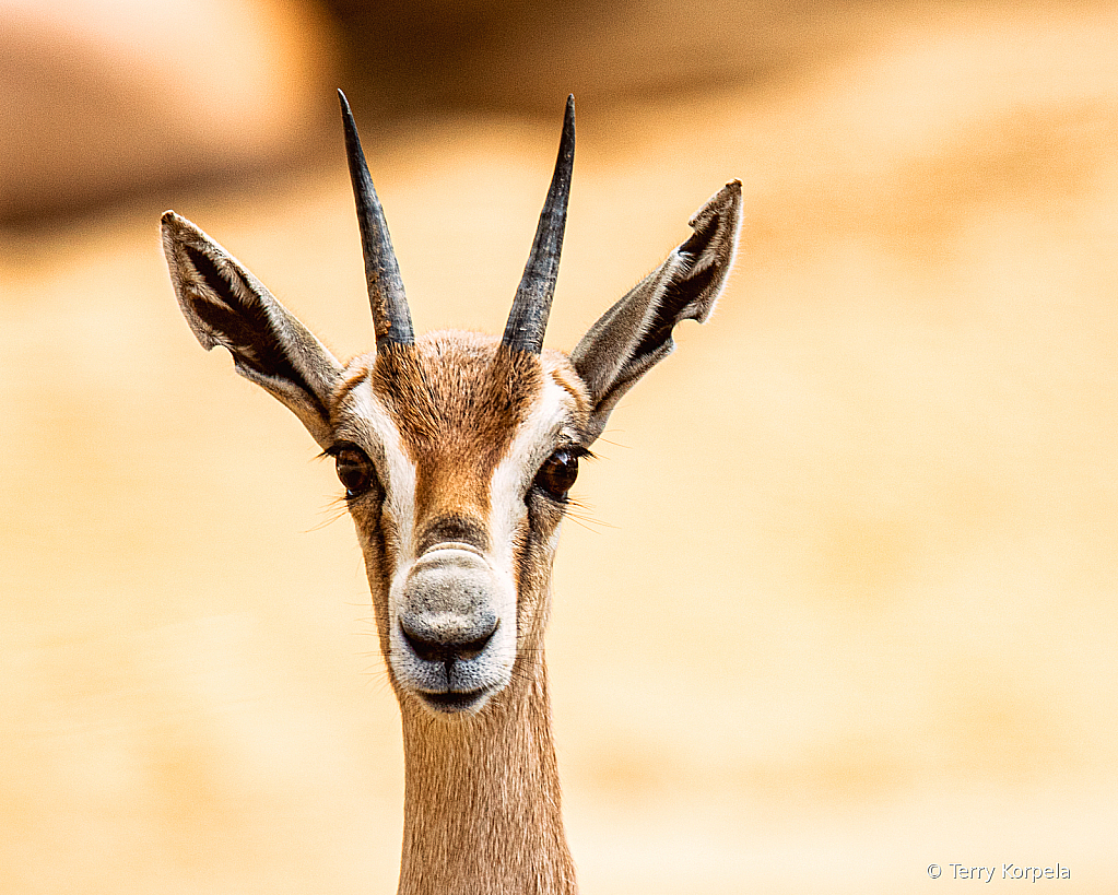 Speke's Gazelle