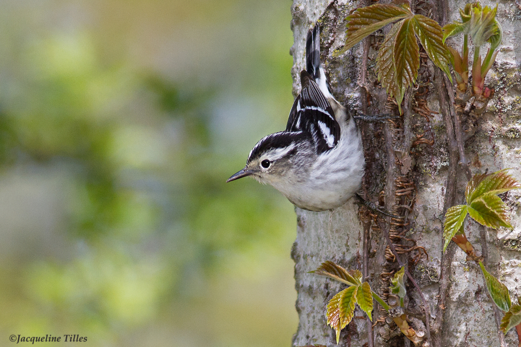 Black and White Warbler, female