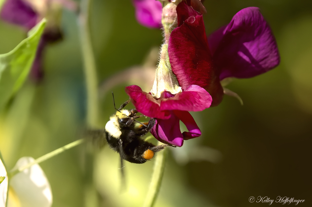 Busy Bumblebee