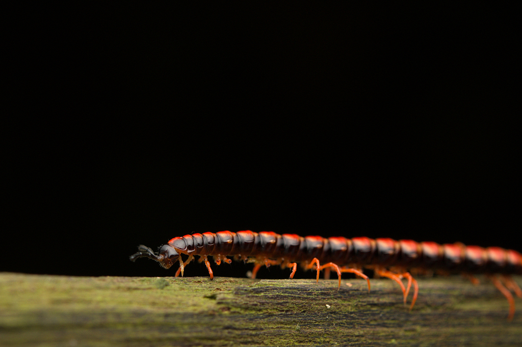 Orange Rosary Millipede