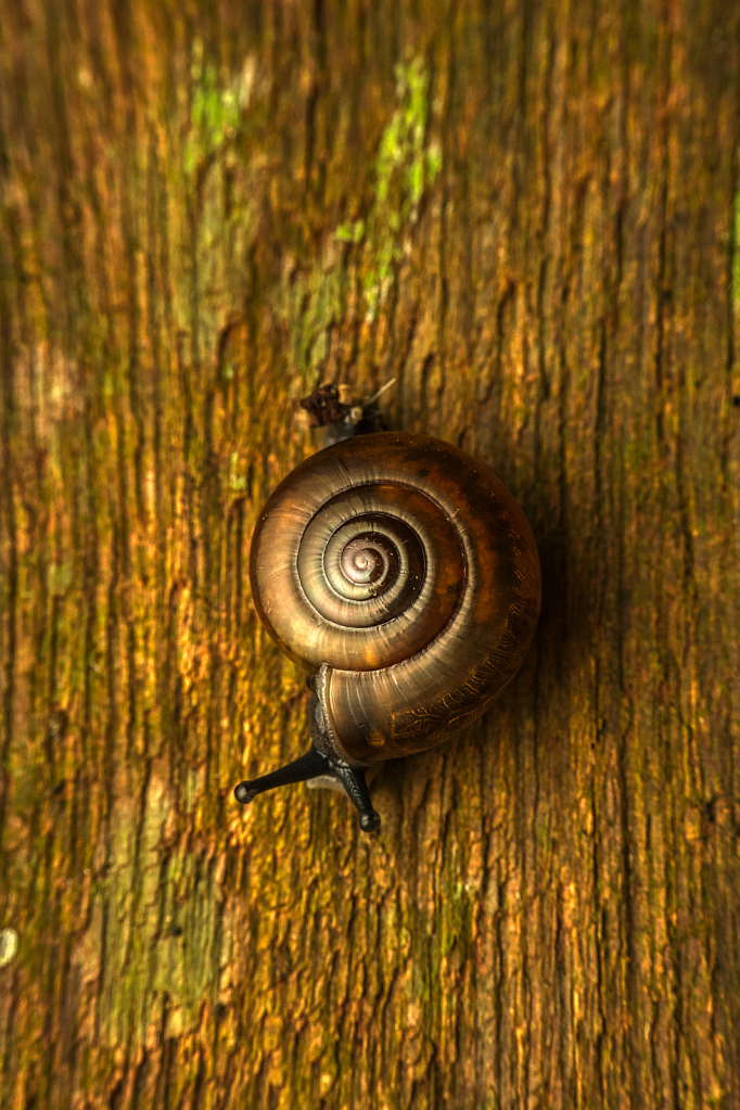 Snail in HDR 