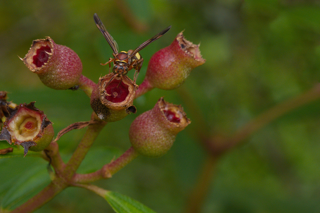 Ropalidia Stigma Wasp Melastoma Fruit