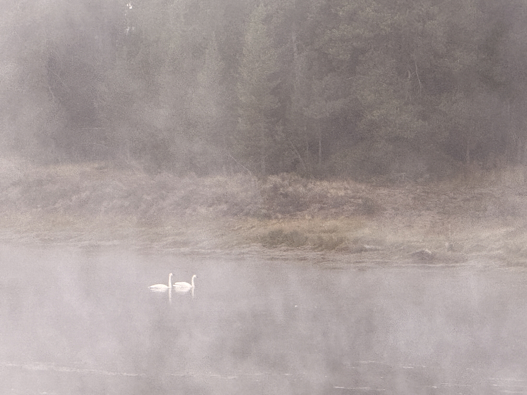 Misty Morning Swim