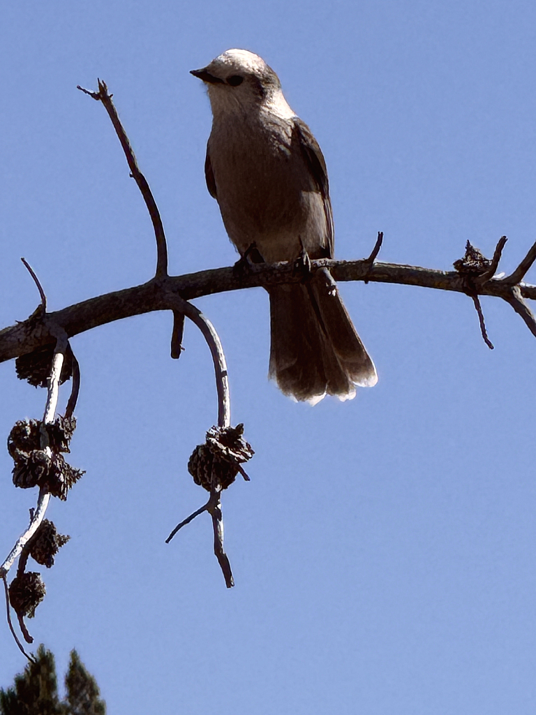 Clark's Nutcracker Resting