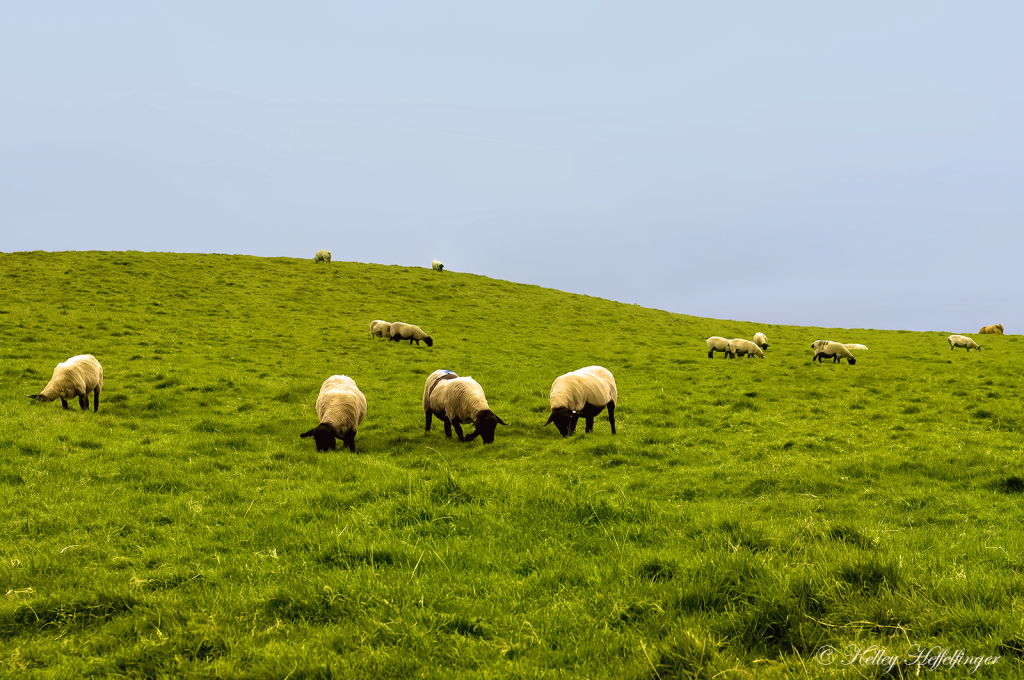 Irish Pastures