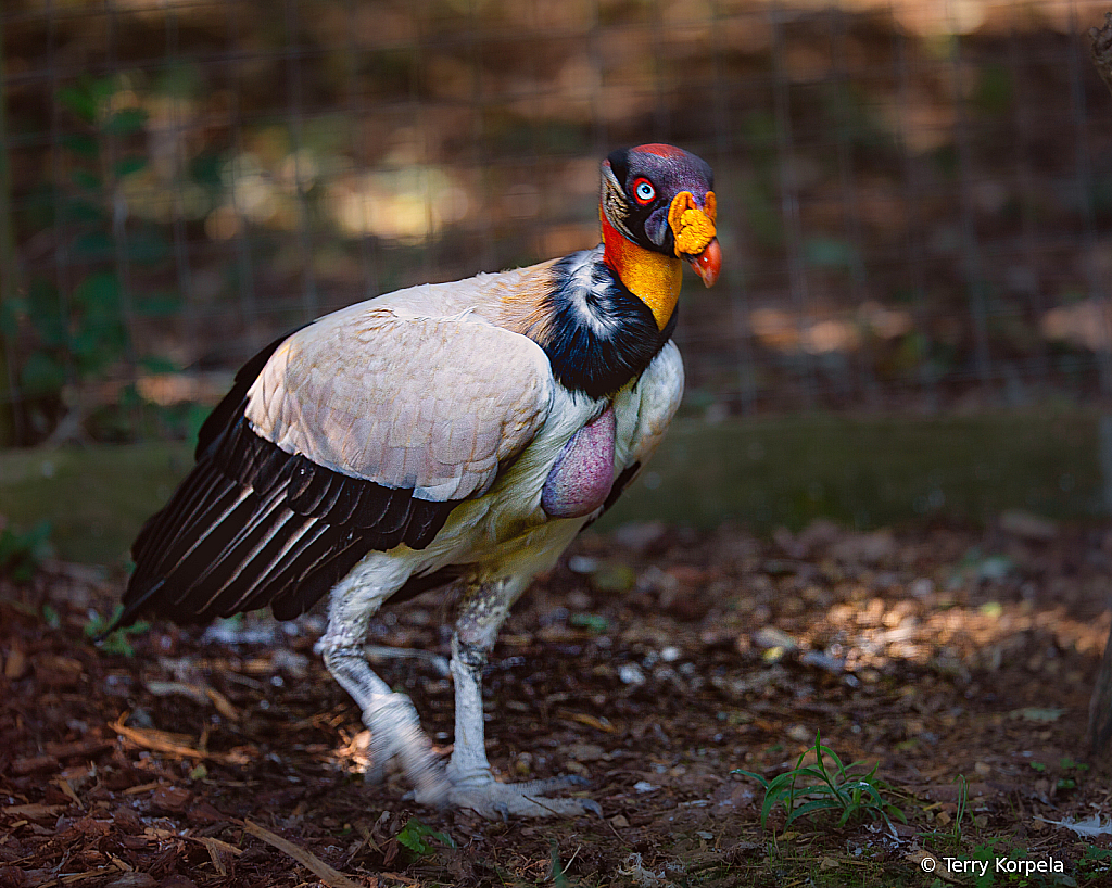 King Vulture