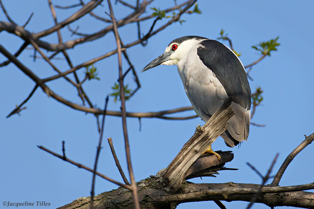 Black-crowned Night Heron