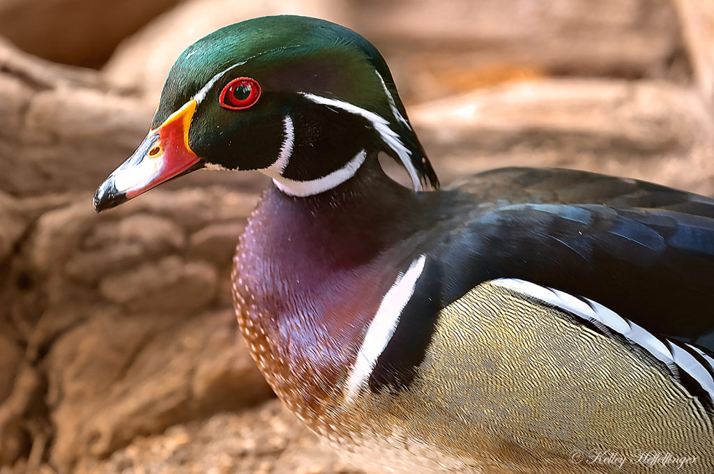 Wood Duck Headshot