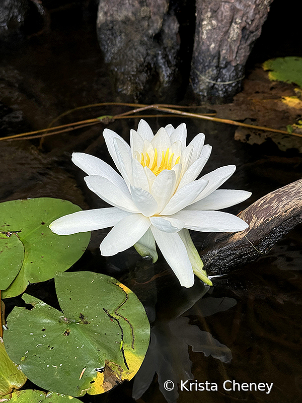 Water lily II