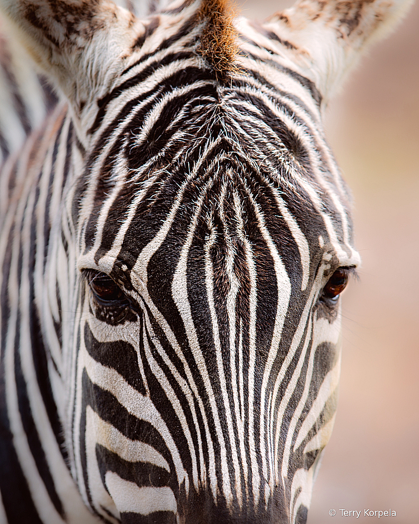 Zebra