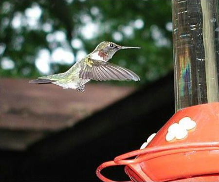 Hummingbird in flight