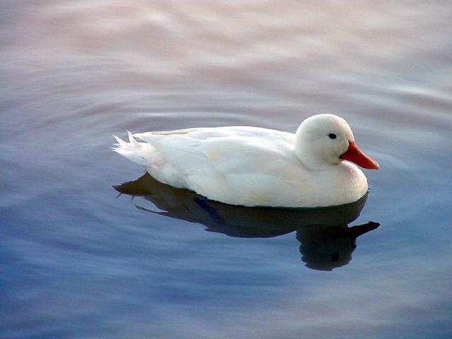 White Duck