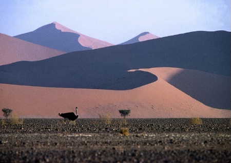Ostrich and Dunes