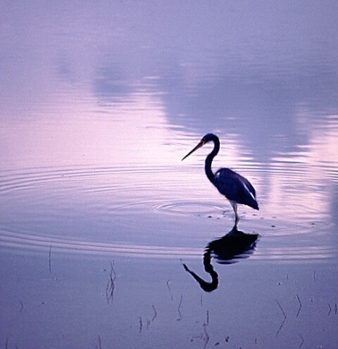 Heron