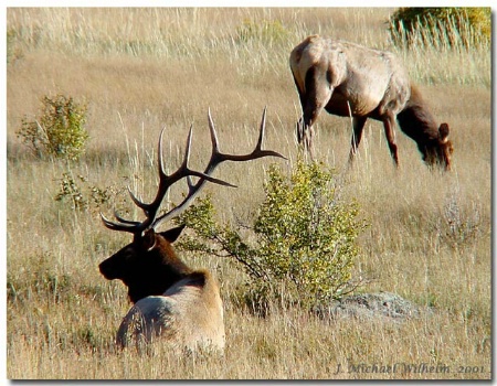 "6x6 Bull Elk and Cow"