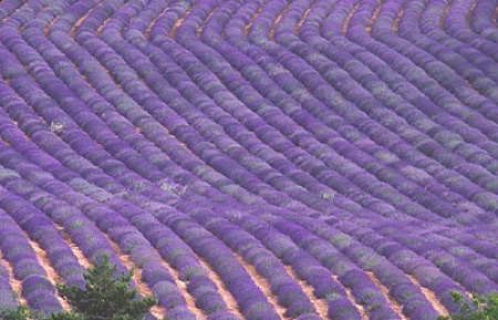 Lavender Waves