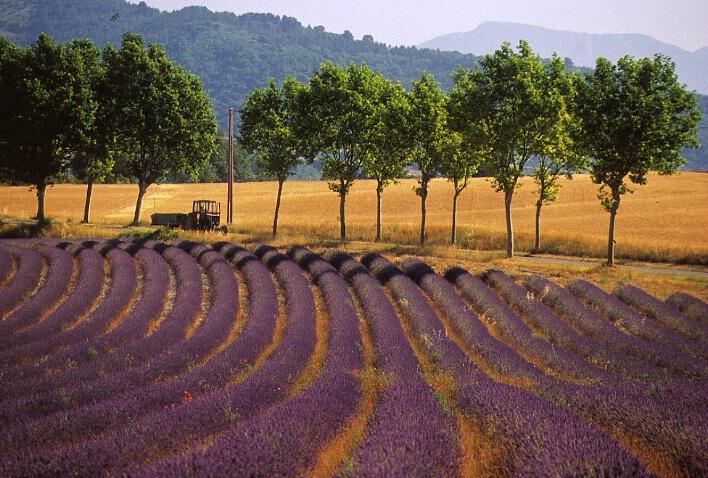 Tractor on Lavender Road (Original)