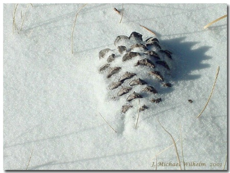 "Snow and Pine Cone"