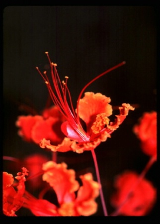 Phoenix Flower