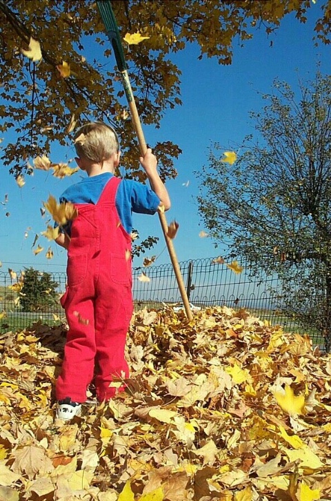 Fun With Leaves