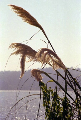 Ferns