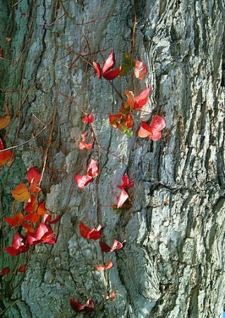 Fall Ivy on Tree