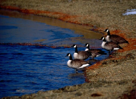 "Geese In A Row"