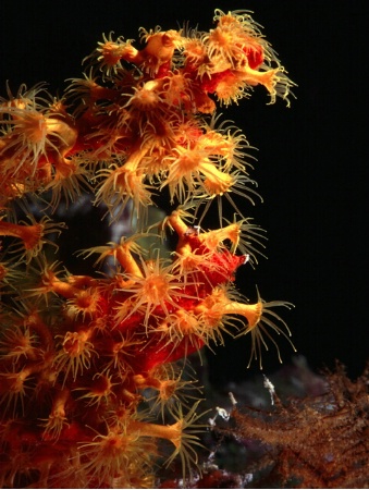 Orange Cup Coral