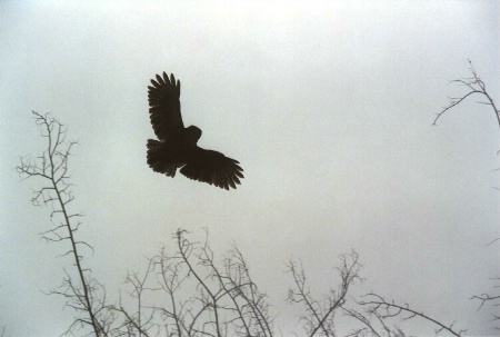 Owl in Flight