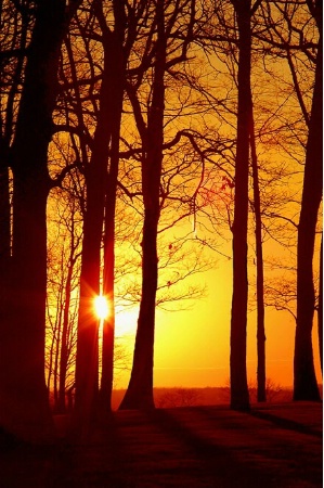 Sunset Through Winter Trees