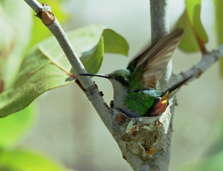 Hummingbird family