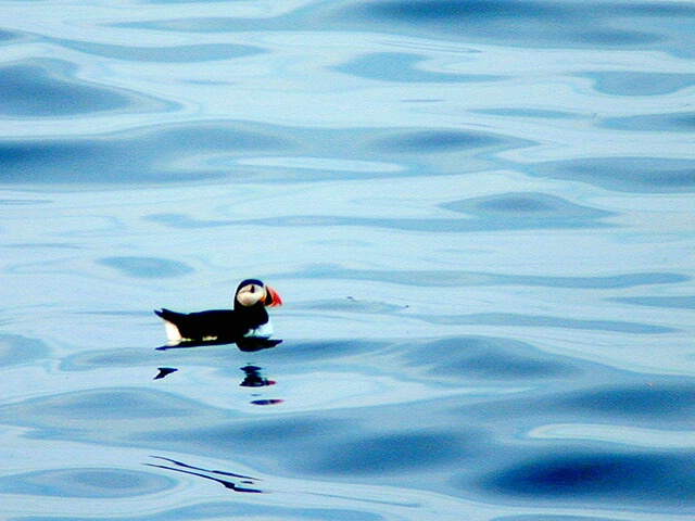 Atlantic Puffin