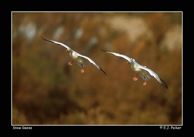 Snow Geese, Flight of Two, Cleared to Land